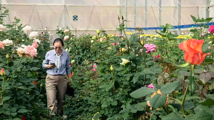 宝华、文秀与娇龙：春晚上的这朵月季背后，有这样一群人