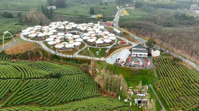 从制茶到吃茶全体验！安吉黄杜村“白茶原野集”开市