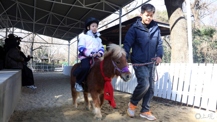 【场面】新春寻“马”：上海动物园首次引入小矮马