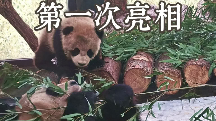 上海大熊猫龙凤胎第一次公开露面