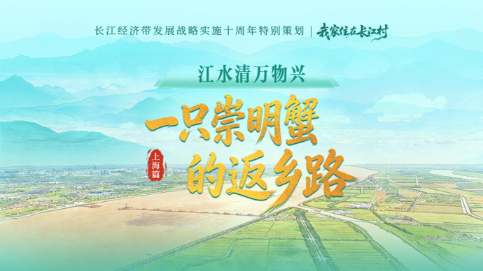 我家住在长江村·上海篇｜江水清万物兴：一只崇明蟹的返乡路