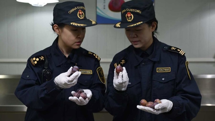 非洲水果“上新”中国年！首批南非西梅登陆上海，中非农产品贸易再添新成员