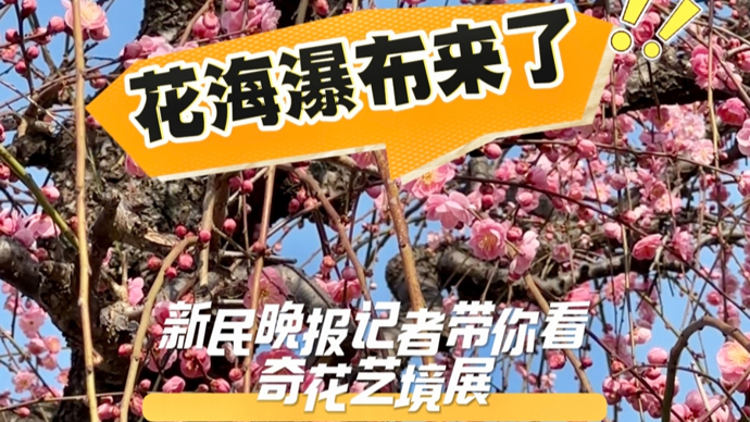 三层楼高“梅王”亮相，单株爆花超12000朵！申城最大规模花艺展开幕