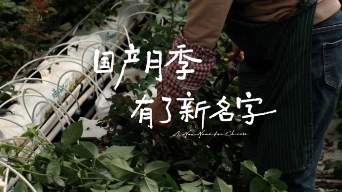 国产月季新名字来自他们｜视频