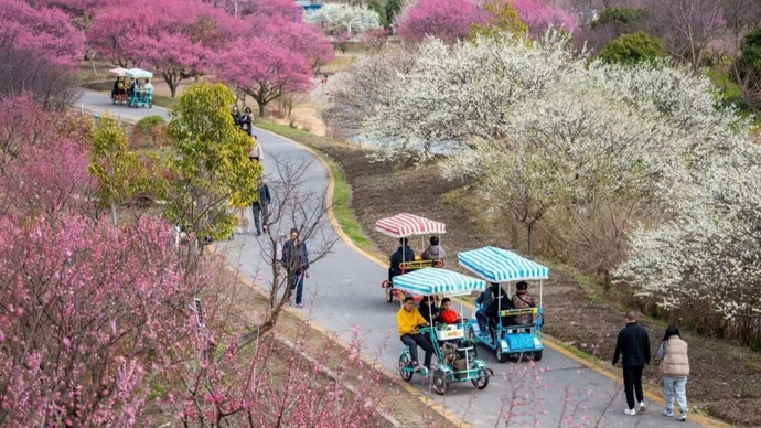 昼赏梅、夜观秀！沪郊花开海上生态园开启光影秀，3万多株梅花迎来最佳观赏期