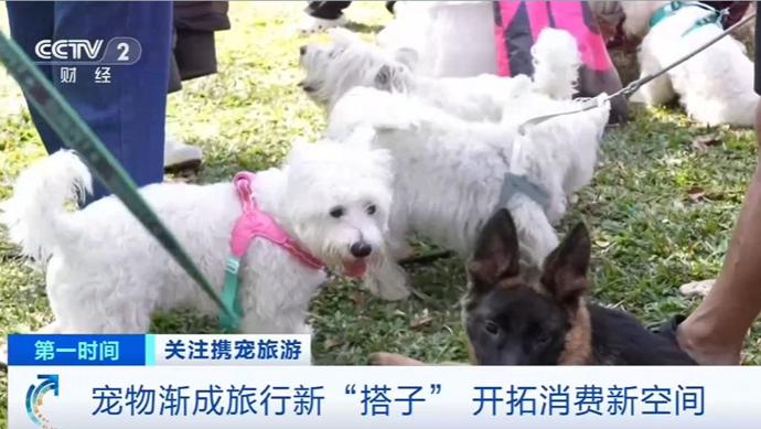“携宠旅游”涌向年节市场，开拓消费新空间