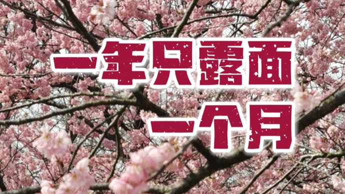 上海惊现千米粉色大道