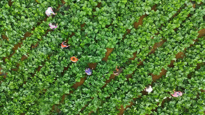 新晋春菜顶流板蓝根青菜降价近4成，盒马还把它包进小笼包和水饺
