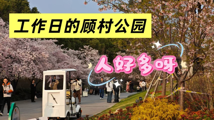 视频｜工作日游客破万！顾村公园早樱盛放，法国小伙大赞樱花美