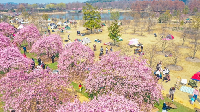 春风有信，花开有期：2026上海乡村春游季3月15日启幕