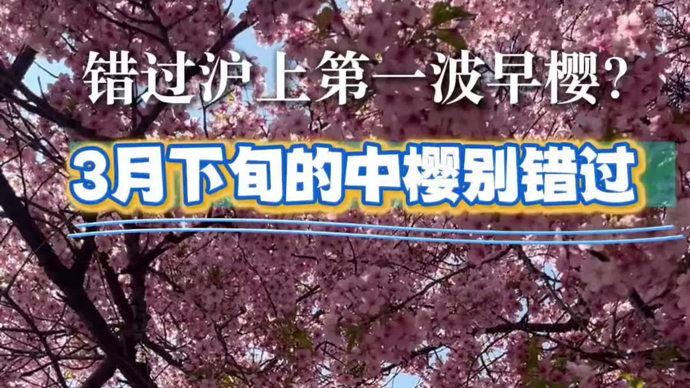 错过沪上第一波早樱？3月下旬的中樱可别错过！