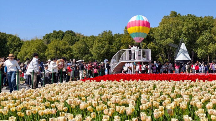 百万株郁金香铺展成海！2026静安花朝节启幕，连续16天“美出圈”