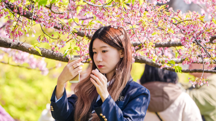 来大宁公园看百万株郁金香！静安花朝节打造“公园+”复合型消费新模式