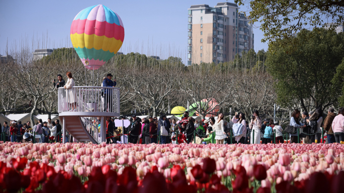 2026静安花朝节启幕，百万株郁金香织就锦绣花海，大宁公园单日客流破十万
