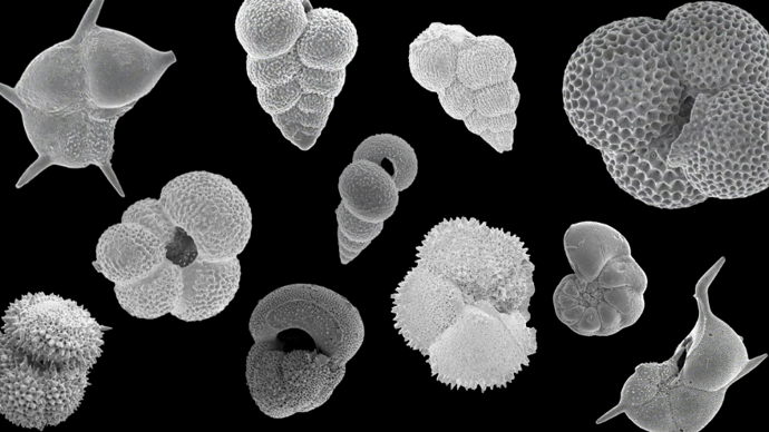 3400万年前，全球忽然跌入“冰室”，海洋生命却并未“一刀切”灭绝？
