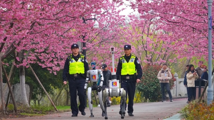 2026上海樱花节采用分时分区新模式，机器人机器狗一起来安保