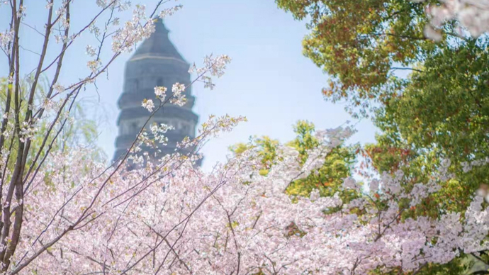 漫山繁花与千年古塔交相辉映，苏州虎丘山迎来春季文旅客流高峰