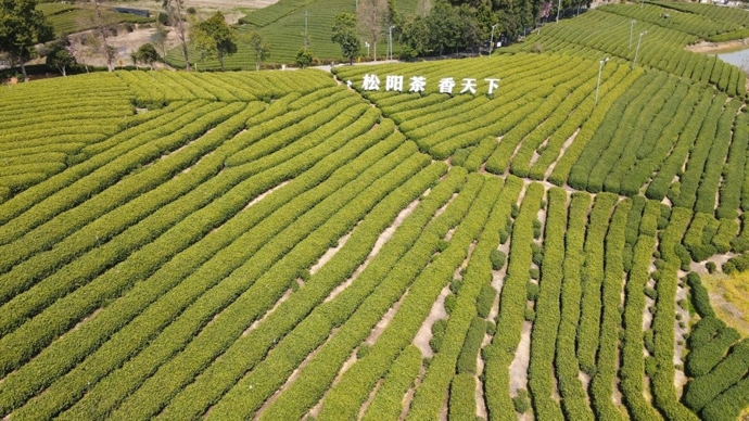 “中国绿茶集散地”茶经济观察①｜松阳“种”绿茶“养”好茶