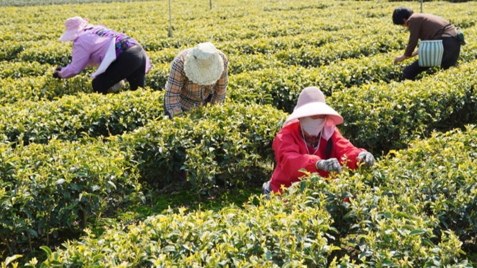 “中国绿茶集散地”茶经济观察③ ｜一片叶子的“诗和远方”