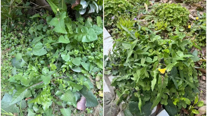 【草木散记】苦苣逆袭，和不由分说的老奶奶 | 何频