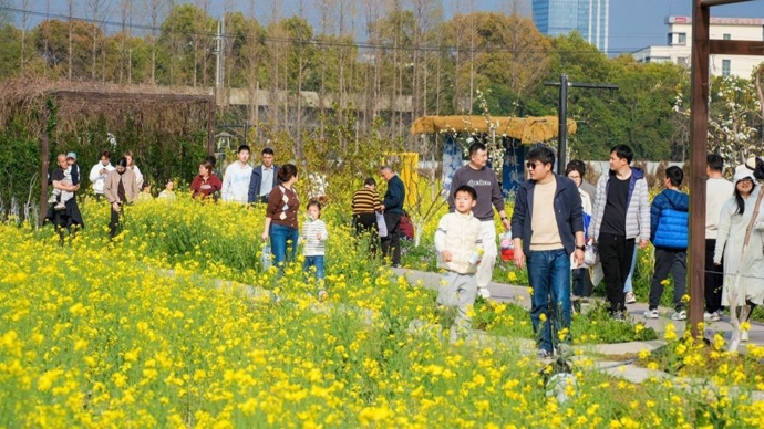 闵行区四季村晚春季专场开场，市民在200亩花海里一站式体验美育乐趣