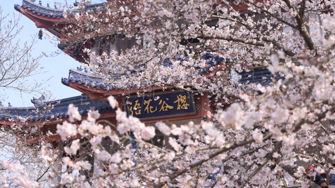 太湖烟波映雪蕊 无锡鼋头渚中樱迎来盛花期