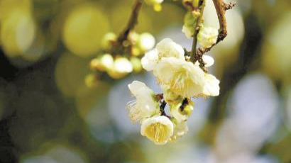 跟着宋人吃梅花