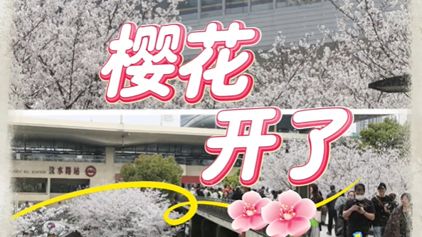 上海“最美车站”批量上线！汶水路站、虹口足球场站等地铁站前樱花盛放