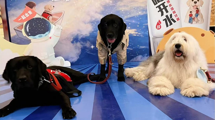 温暖“星星的孩子”，孤独症辅助犬渴望被看见、被接纳！