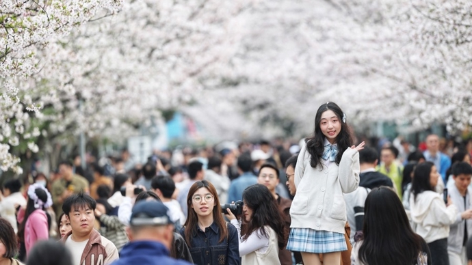 【场面】同济大学300米樱花大道迎来最美观赏期