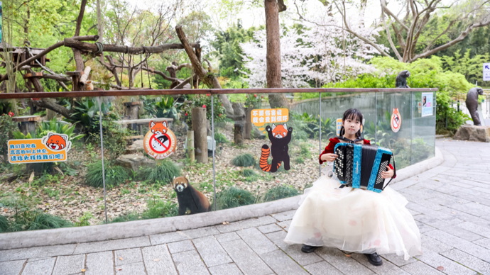 手风琴演出首进上海动物园，火烈鸟优雅听曲，灵长类欢快听歌
