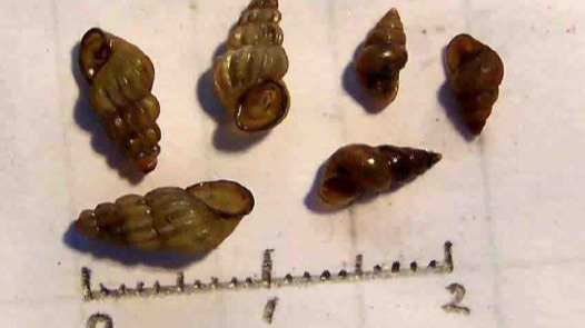 接触10秒即可感染血吸虫病！看到这种螺，立即报告
