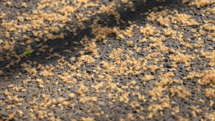 上海发布131条果毛飘絮道路清单，4月中旬达峰值，出行防护三件套备好