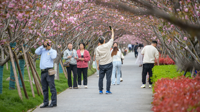 暖阳之下晚樱如雨，高东镇樱花园成市民春日纳凉赏花热门打卡地