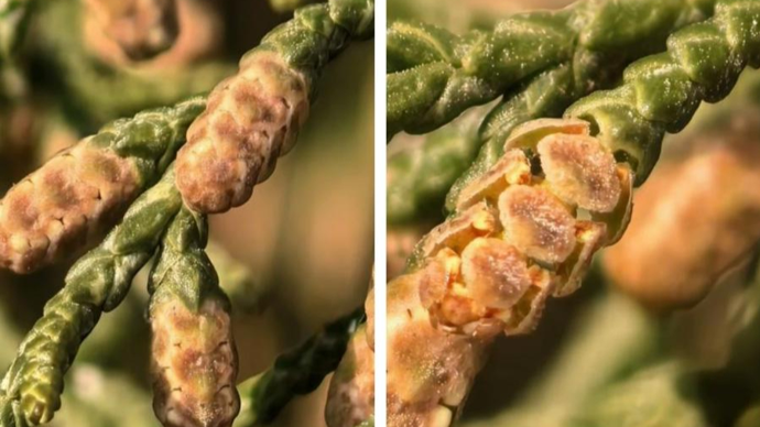 全球在变暖，鼻子在受难：花粉过敏为何一年比一年“卷”？