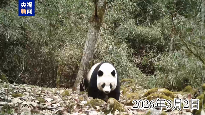 可可爱爱！陕西太白山黄柏塬多次拍到野生大熊猫