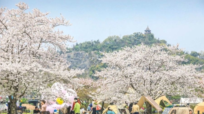 春和景明游园赏花，沪郊如何接住大车流、大客流、大“消费流”