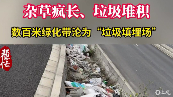 垃圾成堆杂草比人高 马路隔离带成“荒沟”