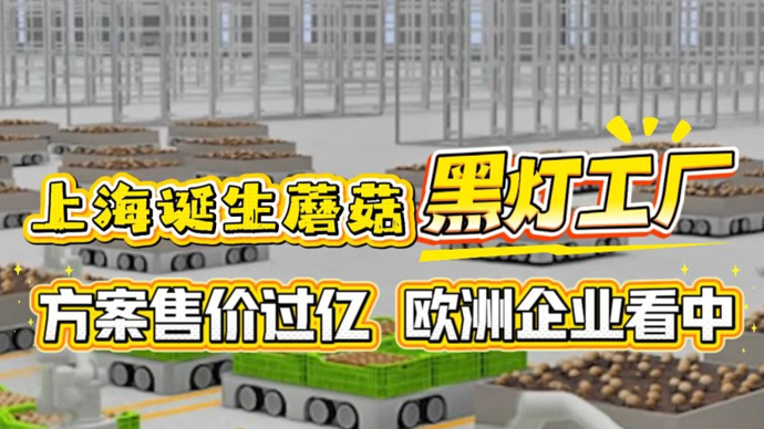 视频丨上海诞生蘑菇“黑灯工厂”，方案售价过亿，欧洲企业看中