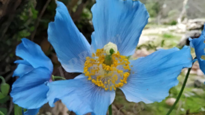 上海花卉节上，刷爆“小红书”的“小蓝花”原来大有来头