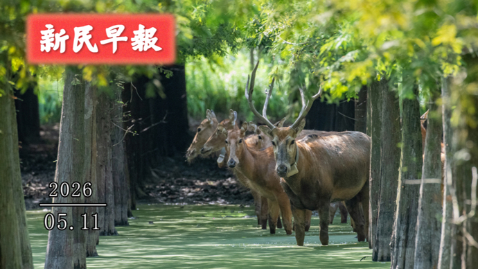 开启入夏模式！中国女乒实现世乒赛七连冠| 新民早报[2026.5.11]