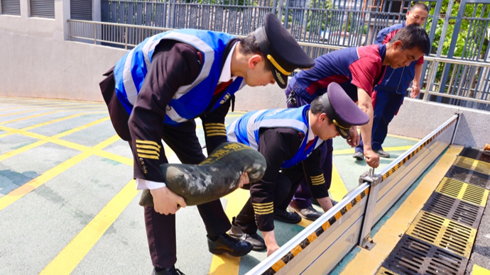 模拟“雨水倒灌+高层火灾”，金山朱泾镇这场演练“动真格”