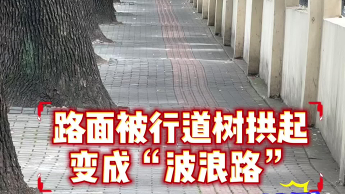 民声现场·这几个区的部分人行道被树根拱成“波浪路”，解决之道在哪？
