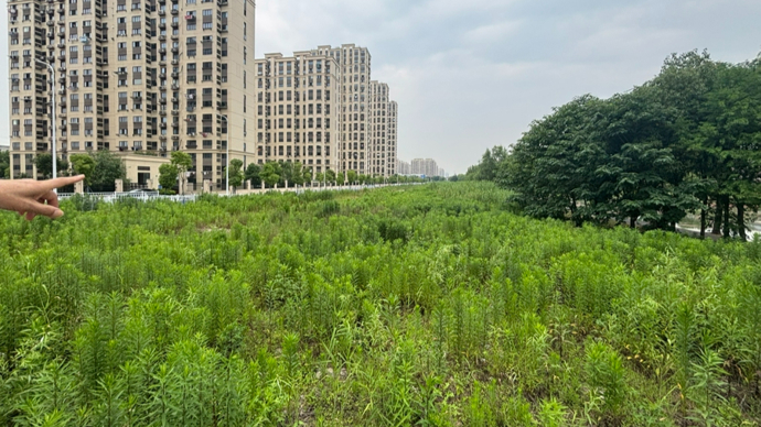 “看着都痛心！”垃圾带、荒草地……沪上大居“家门口的绿地”，竟成这般模样