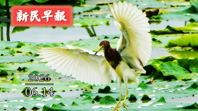 清凉天遇雷阵雨；上海国际电影节红毯启幕|新民早报[2026.6.14]