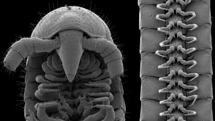 新研究：千足虫登上陆地比脊椎动物早8000万年