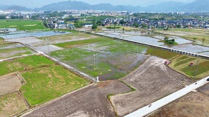 专利技术加持！松阳这片稻田“不走寻常路”