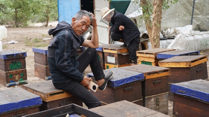 蜜蜂中毒的警示（上）200万只蜜蜂，殒命在杀虫时节