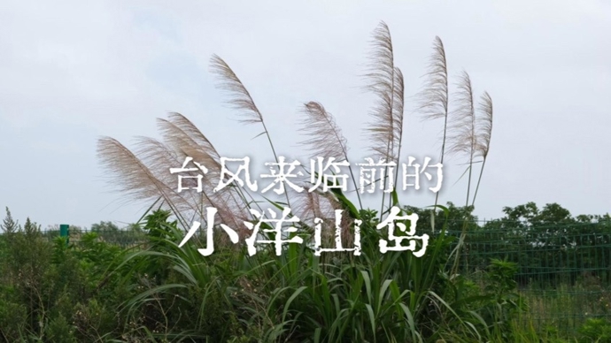 视频｜“巴威”台风来临前的小洋山岛
