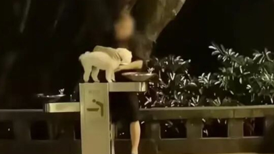 “宠物狗使用公共直饮水”引争议，多地回应